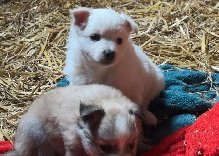 Dom wakacyjny Casa Adam's *